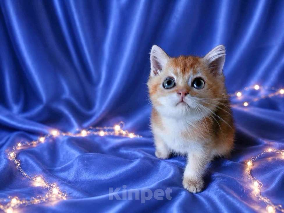 Кошки в Екатеринбурге: Шотландский котик. Мальчик, Бесплатно - фото 5