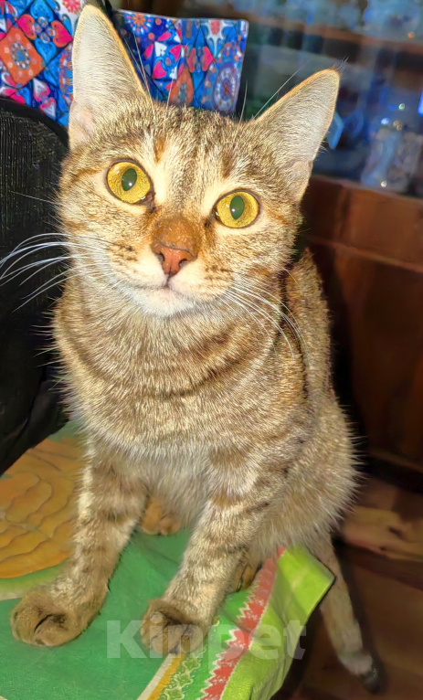 Кошки в Уфе: Кошечка Сима в добрые руки Девочка, Бесплатно - фото 2