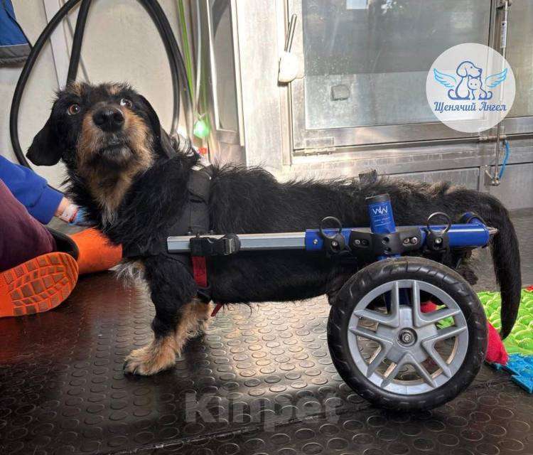 Собаки в Москве: Маленький герой на коляске ищет дом. Мальчик, Бесплатно - фото 3