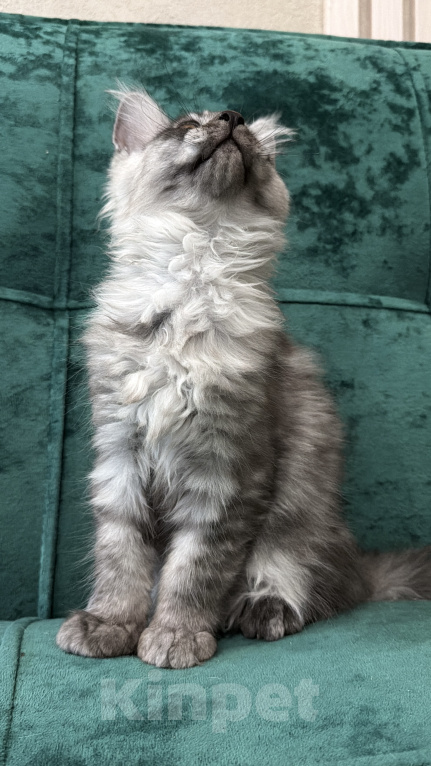 Кошки в Москве: Котенок мейн-кун Мальчик, 90 000 руб. - фото 5