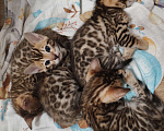 Кошки в Москве: Бенгальский котёнок 1,5 мес  Девочка, 40 000 руб. - фото 3