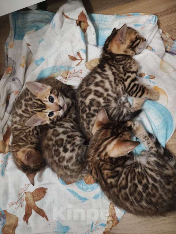 Кошки в Москве: Бенгальский котёнок 1,5 мес  Девочка, 40 000 руб. - фото 3