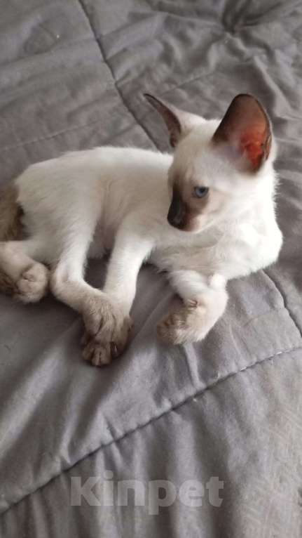 Кошки в Москве: Ориентальный котенок  Девочка, 15 000 руб. - фото 3