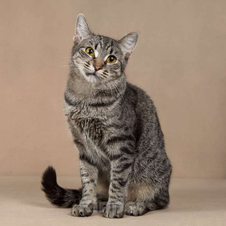 Кошки в Москве: Бетти - «дракон Ли».  Добрейшая полосатая кошечка в добрые руки. Девочка, Бесплатно - фото 8