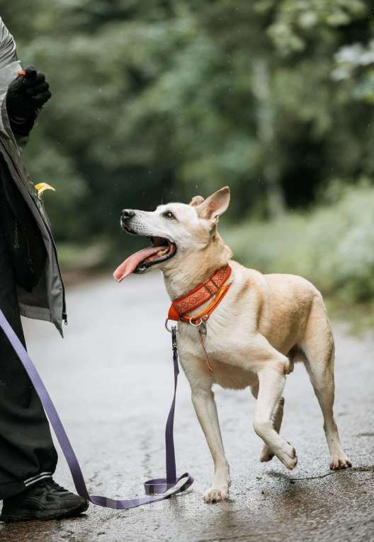 Собаки в Ивантеевке: Пёс, который ждет Мальчик, Бесплатно - фото 4