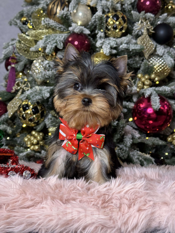 Собаки в Москве: Йоркширский терьер мальчик  Мальчик, 55 000 руб. - фото 2