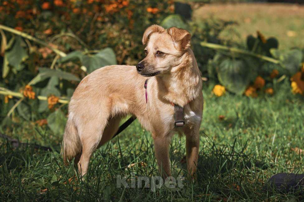 Собаки в других городах Московской области: Тэя в добрые руки Девочка, Бесплатно - фото 4