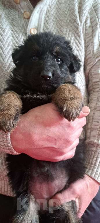 Собаки в Москве: Щенки немецкой овчарки Девочка, 80 000 руб. - фото 4