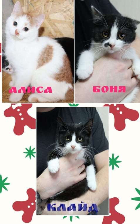 Кошки в Москве: Котята в поисках своих пап и мам Мальчик, Бесплатно - фото 1