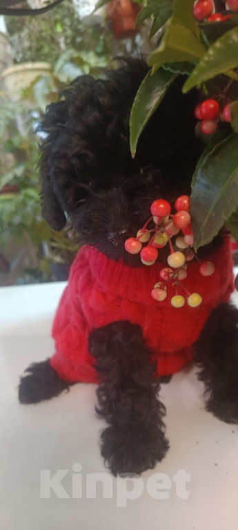 Собаки в других городах Московской области: Той пуделята.  Девочка, 45 000 руб. - фото 2