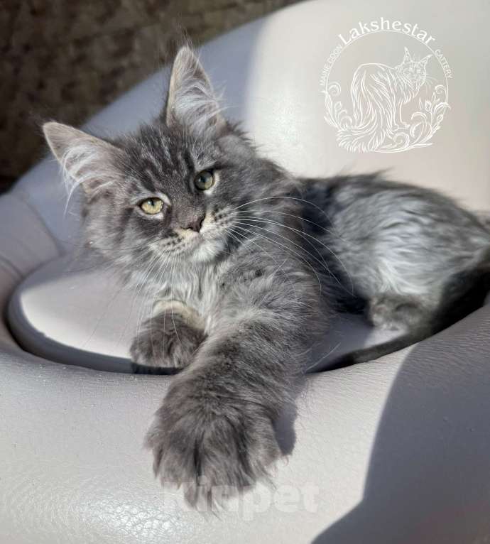 Кошки в Москве: Котенок мейн кун из питомника.  Мальчик, 80 000 руб. - фото 2