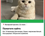 Кошки в Анапе: Пропал котик Симба  Мальчик, 5 000 руб. - фото 1