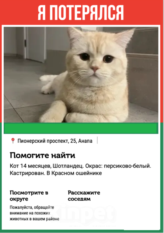 Кошки в Анапе: Пропал котик Симба  Мальчик, 5 000 руб. - фото 1