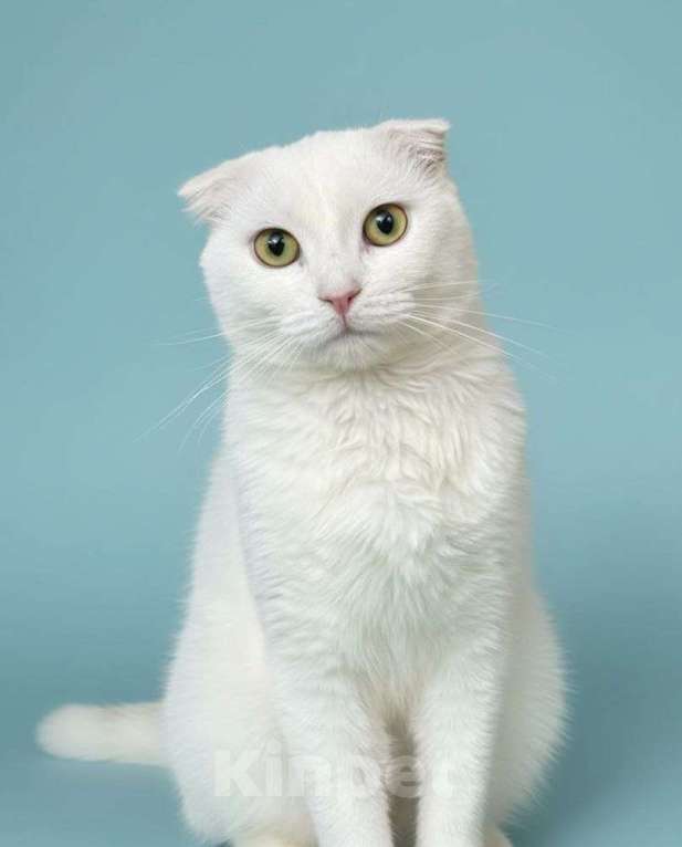 Кошки в Москве: Шотландская вислоухая кошечка-подросток ищет дом Девочка, Бесплатно - фото 1