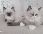 Кошки в Барнауле: Продажа котят породы Регдолл Мальчик, 50 000 руб. - фото 5