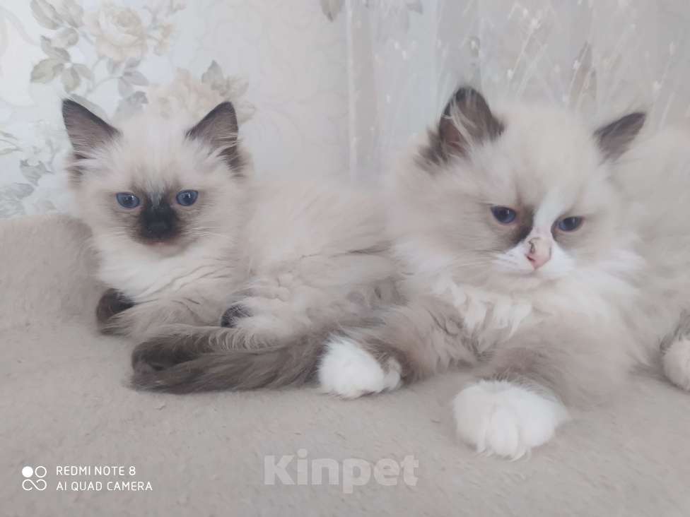 Кошки в Барнауле: Продажа котят породы Регдолл Мальчик, 50 000 руб. - фото 5