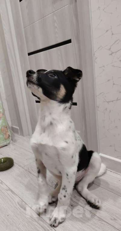 Собаки в Москве: Спайк якутенок Мальчик, Бесплатно - фото 1