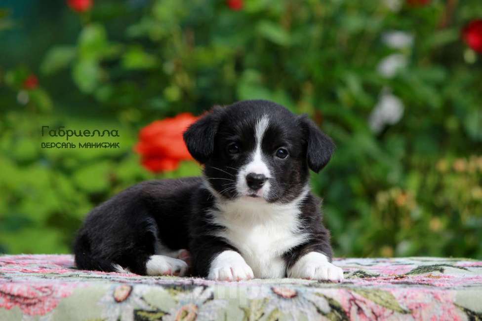 Собаки в Санкт-Петербурге: Версаль Манифик Габриелла Девочка, 50 000 руб. - фото 2