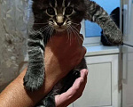 Кошки в Алексине: Котики Мэйн кун Мальчик, 10 000 руб. - фото 1