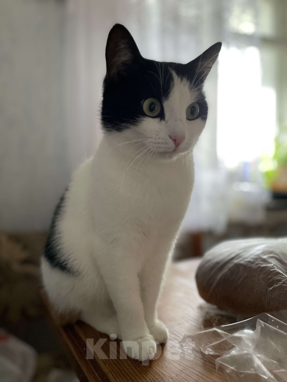 Кошки в Оренбурге: Сима Девочка, Бесплатно - фото 6