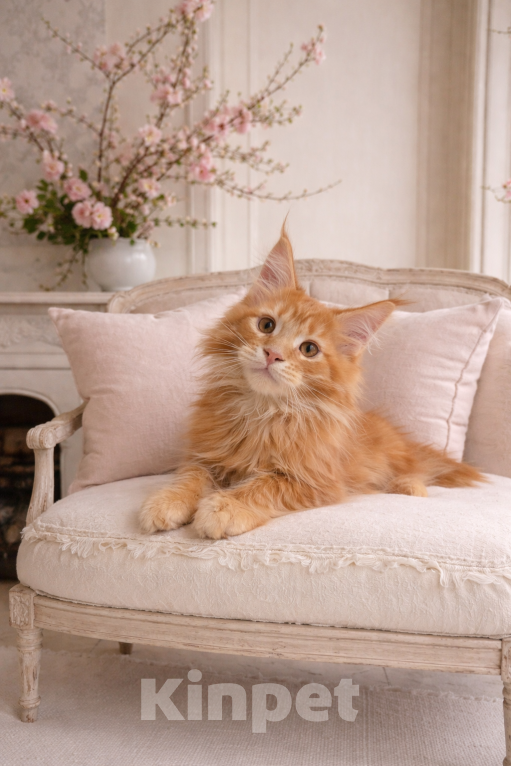 Кошки в Рязани: Котята Мейн-Кун Мальчик, 80 000 руб. - фото 1