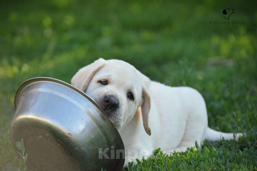 Собаки в Самаре: Свободны мальчики и девочки .От белоснежного до рыжего окраса . Мальчик, 60 000 руб. - фото 2