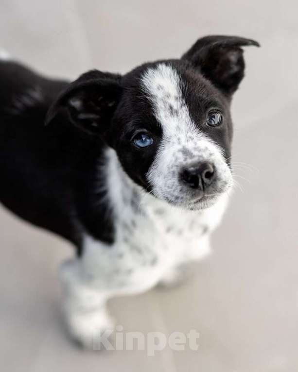 Собаки в Москве: Пять маленьких сердец ищут дом. Девочка, Бесплатно - фото 9