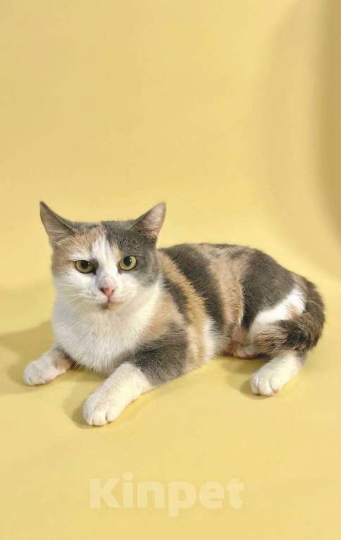 Кошки в Москве: Клшка Рикса ищет дом Девочка, Бесплатно - фото 3