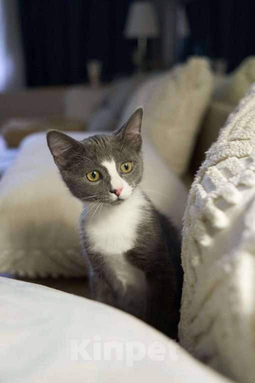 Кошки в Москве: Котенок в добрые руки Мальчик, Бесплатно - фото 4