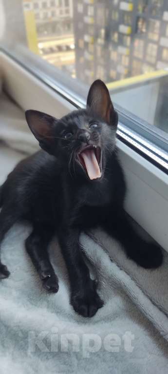 Кошки в Москве: Ориентальные котята, девочки Девочка, 65 000 руб. - фото 4