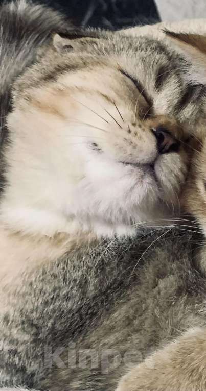 Кошки в Санкт-Петербурге: Шотландская короткошорстная Девочка, 20 000 руб. - фото 1