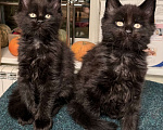 Кошки в Петергофе: Котенок Мейн Кун черный солид Мальчик, 30 000 руб. - фото 6