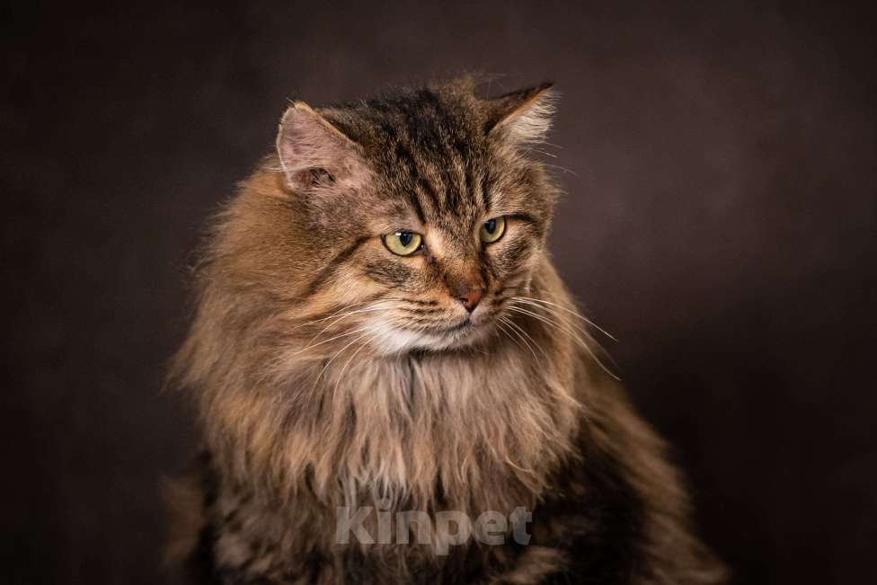 Кошки в Клине: Муфаса — благородный лев в облике кота Мальчик, Бесплатно - фото 2