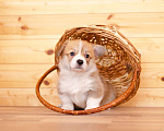 Собаки в Солнечногорске: Продаются щенки Вельш корги пемброк Мальчик, 70 000 руб. - фото 1