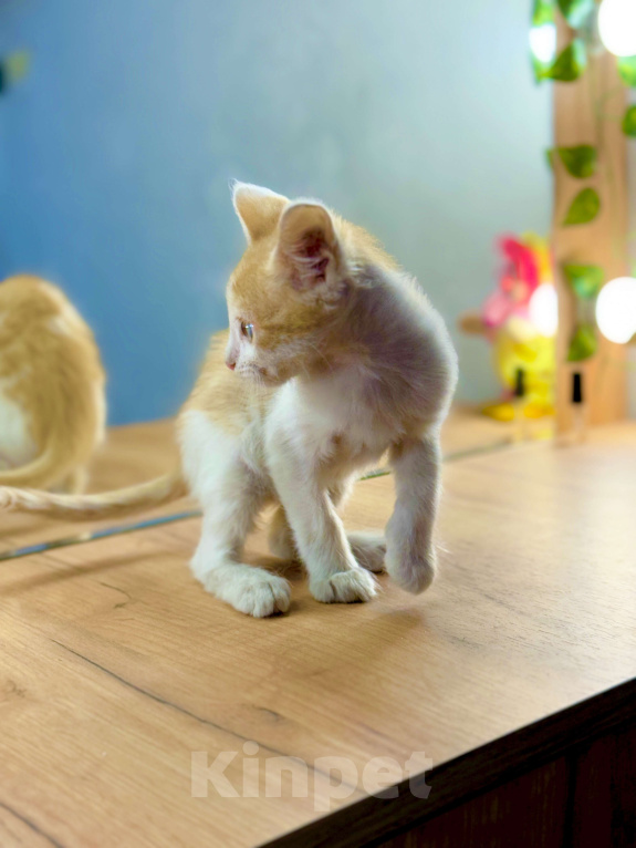 Кошки в Новочеркасске: Рыжий котёнок мальчик потомственный крысолов Мальчик, 100 руб. - фото 2