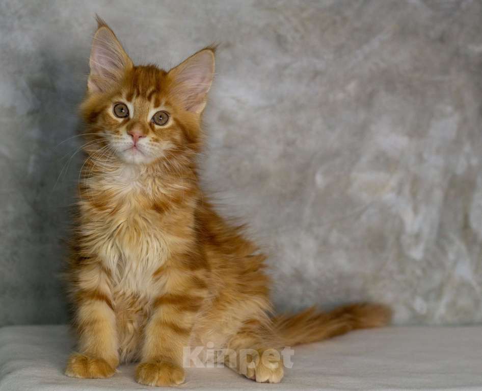 Кошки в Красноярске: Котенок Мейн-Кун Разнополые, 45 000 руб. - фото 3