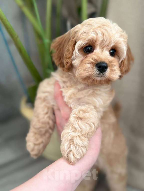 Собаки в Москве: Кавапу девочка Девочка, 120 000 руб. - фото 3