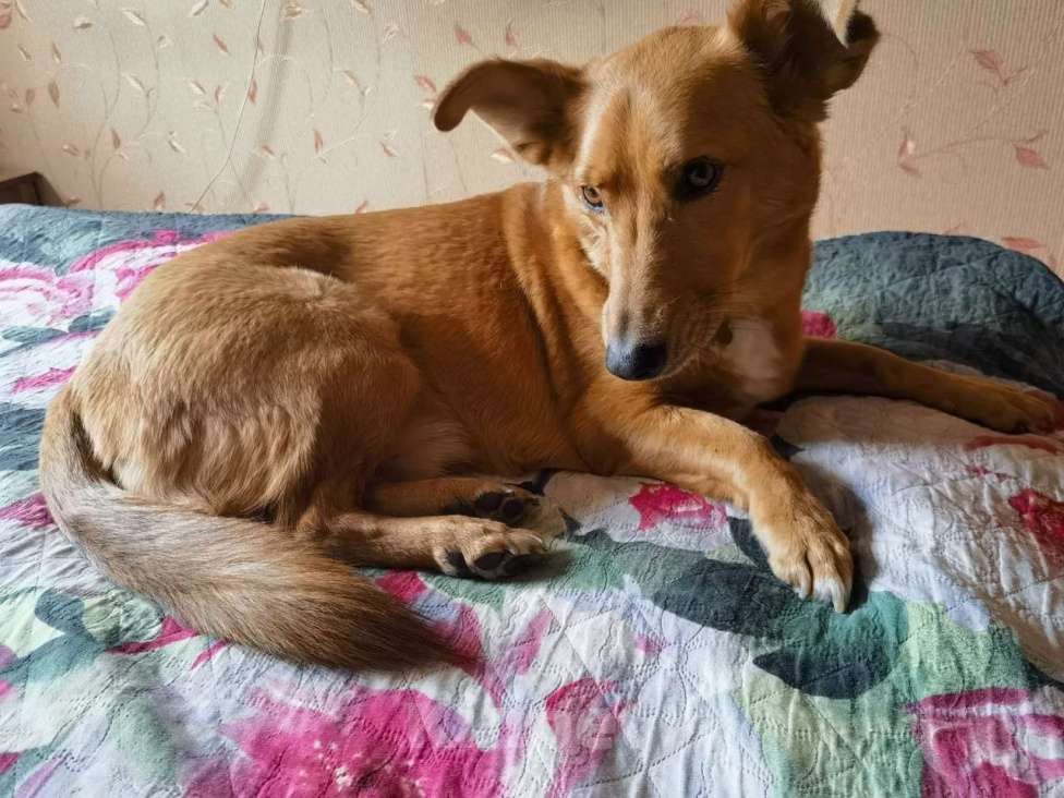 Собаки в Санкт-Петербурге: Милый, домашний пёсик с пушистым хвостом Мальчик, Бесплатно - фото 1