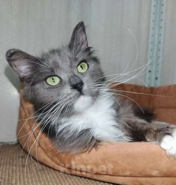 Кошки в Москве: Котенок Кейт в добрые руки Девочка, Бесплатно - фото 6