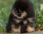 Собаки в Пушкино: Девочка помераночка Девочка, 50 000 руб. - фото 1