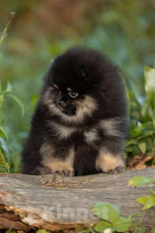 Собаки в Пушкино: Девочка помераночка Девочка, 50 000 руб. - фото 1