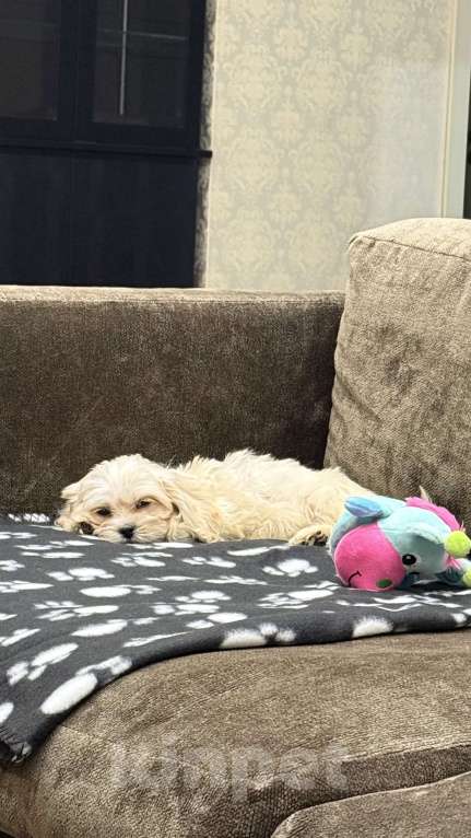 Собаки в Москве: Мальтипу лучший малыш Мальчик, Бесплатно - фото 3