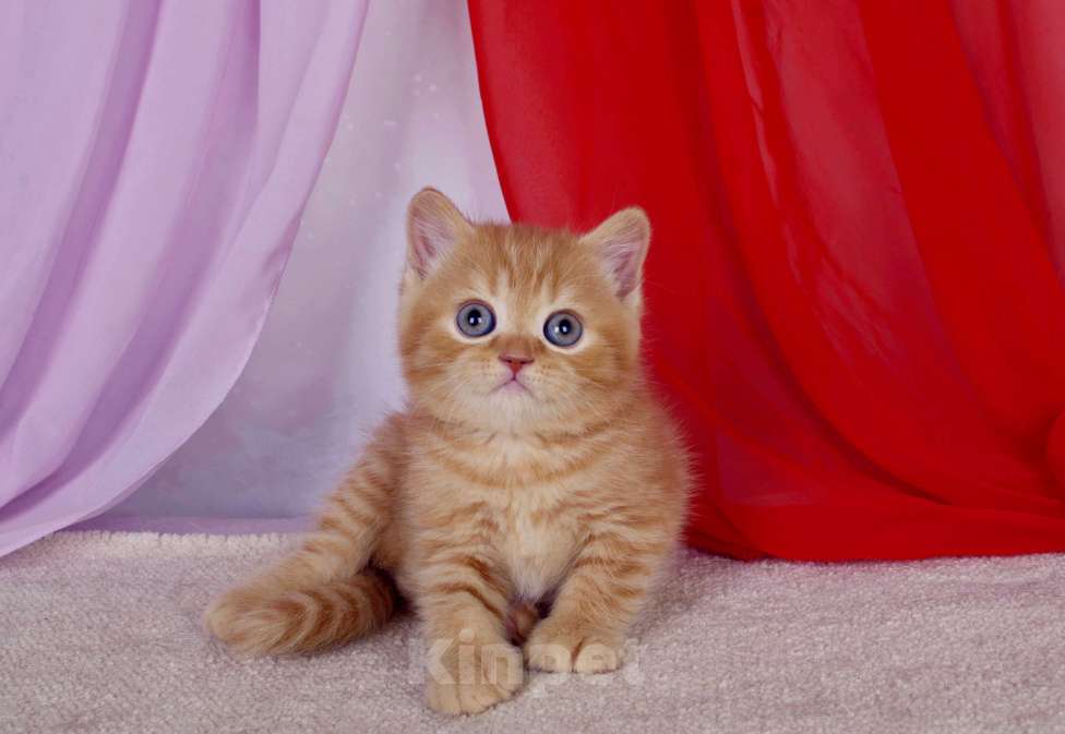Кошки в Санкт-Петербурге: Британский котик солнечного окраса Мальчик, 45 000 руб. - фото 5