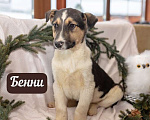 Собаки в Москве: 6 разноцветных щенков: шоколадные, трехцветные и другие ищут дом, Бесплатно - фото 7