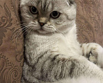 Кошки в Чебоксарах: Шотландский кот на вязку, 1 000 руб. - фото 2