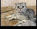 Кошки в Починке: Котята шотландские вислоухие, 8 000 руб. - фото 8