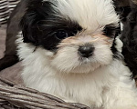 Собаки в Кропоткине: Ши-тцу Мальчик, 20 000 руб. - фото 1