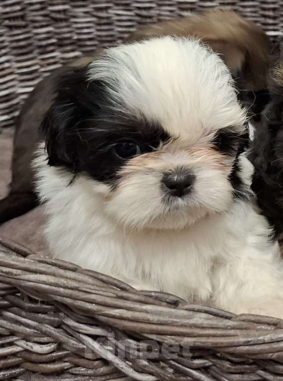 Собаки в Кропоткине: Ши-тцу Мальчик, 20 000 руб. - фото 1