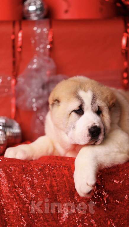 Собаки в Москве: Понтовый щенок алабая  Мальчик, Бесплатно - фото 6