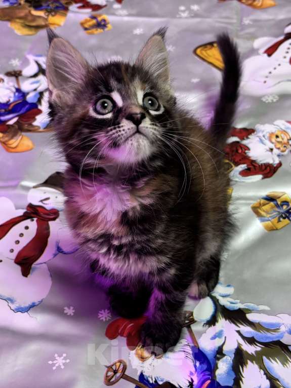 Кошки в Петергофе: Девулечка любопытинка Девочка, 40 000 руб. - фото 2
